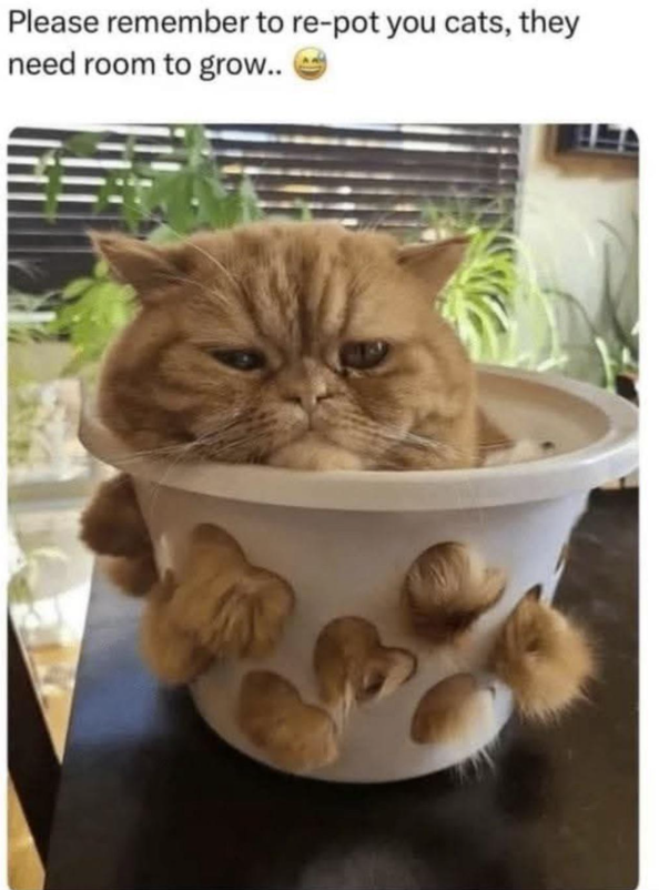 please-remember-re-pot-cats-they-need-room-grow