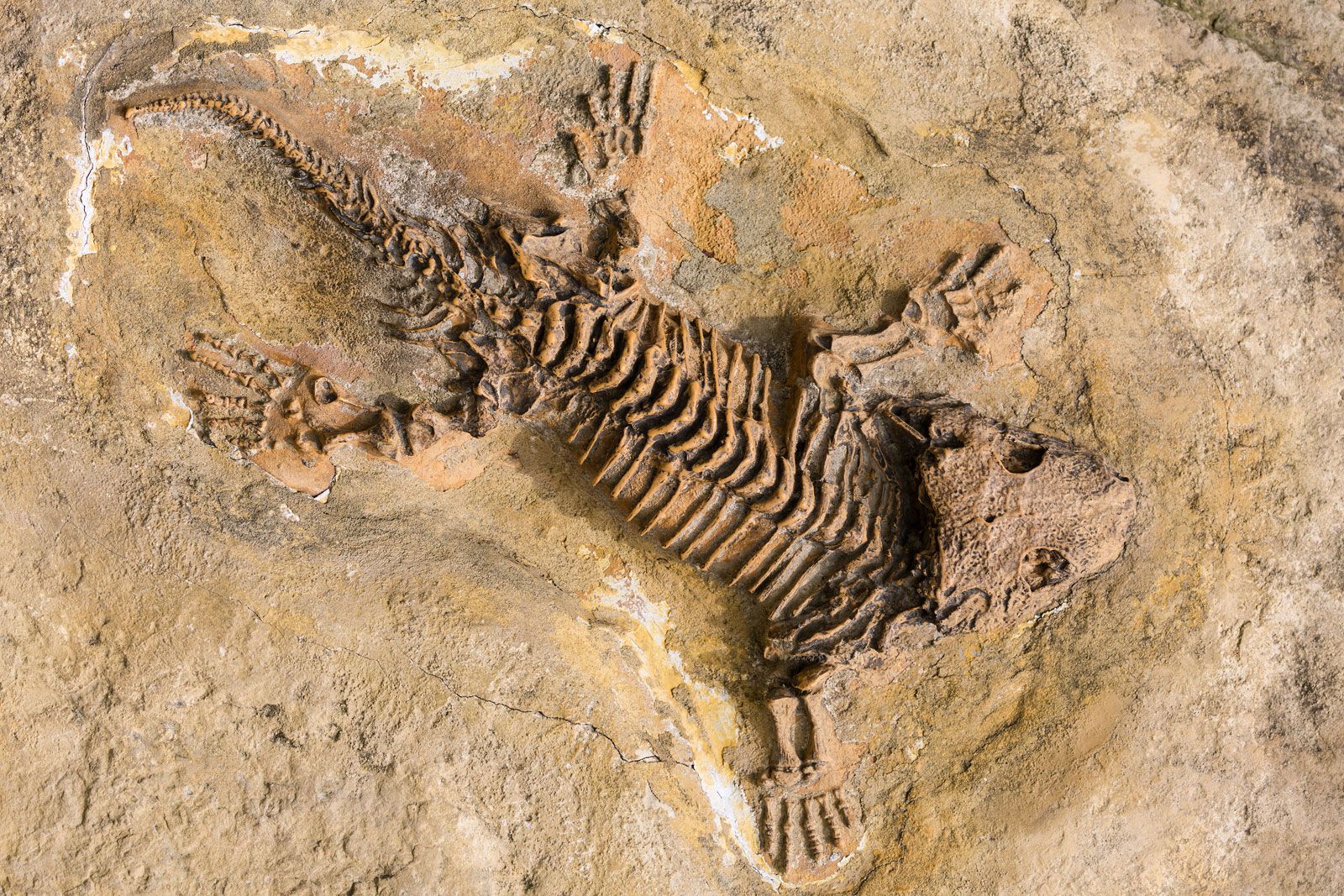 Skeleton-fossil-record-reptiles-stone.jpg