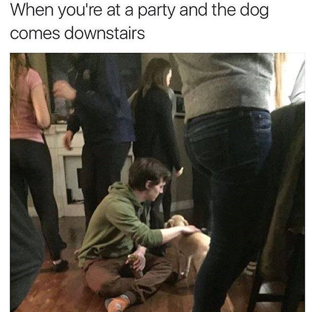 at-party-and-dog-comes-downstairs