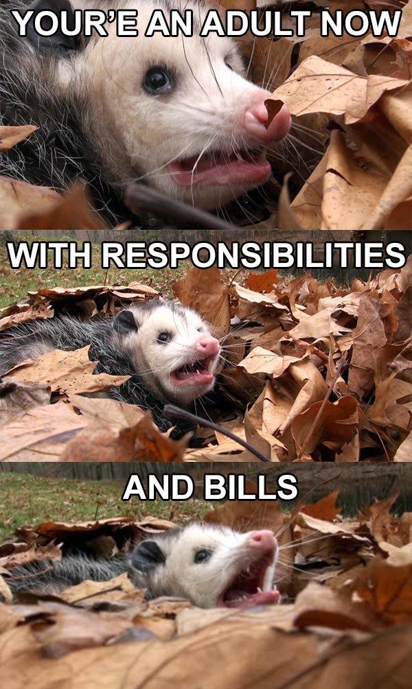 e-an-adult-now-with-responsibilities-and-bills