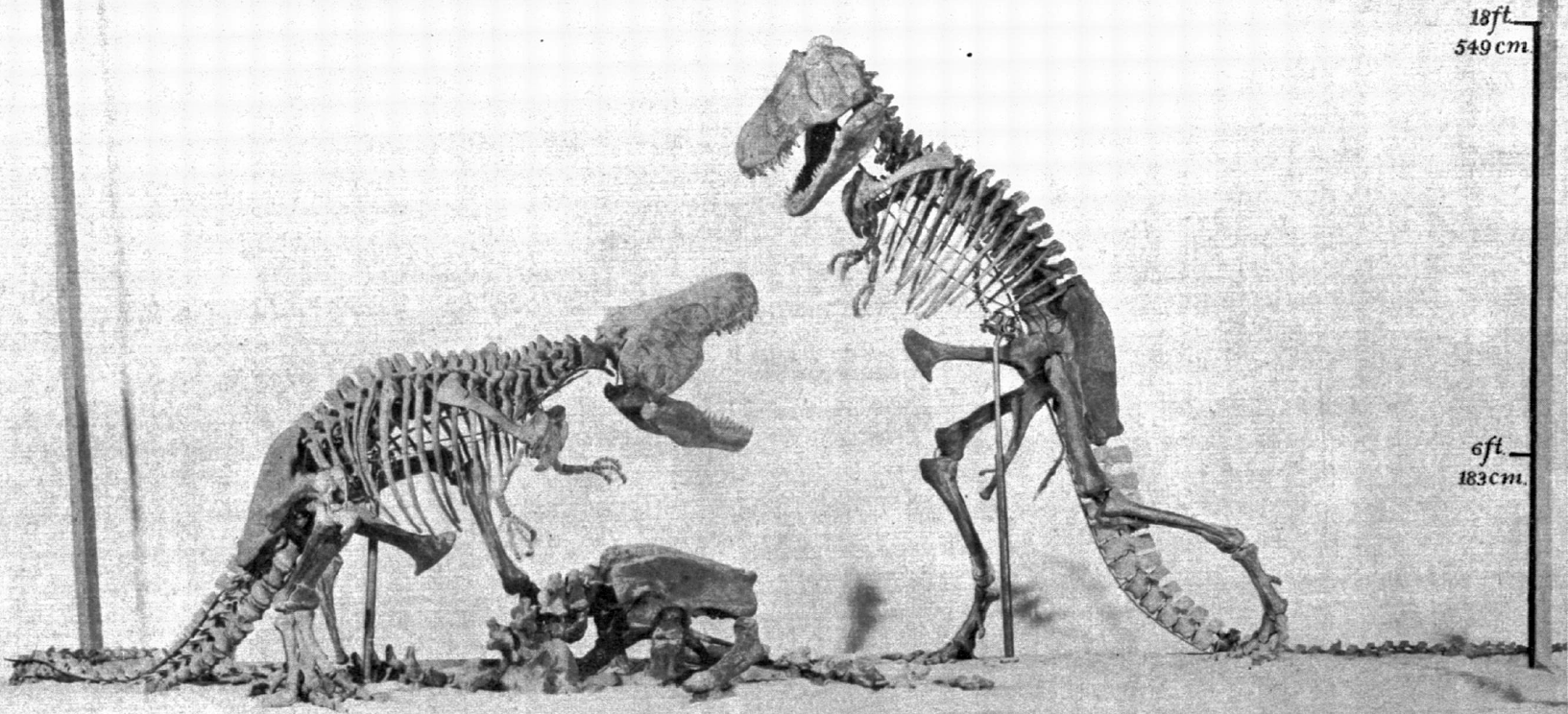 AMNH_rex_mount.png
