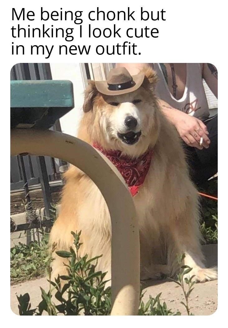 being-chonk-but-thinking-look-cute-my-new-outfit