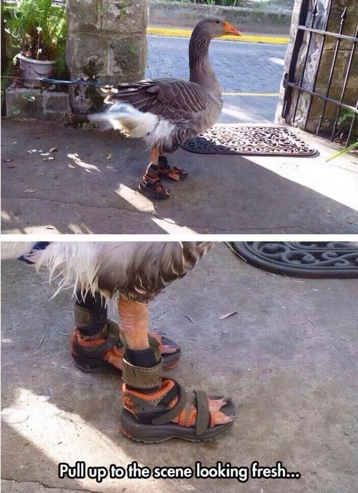 pull-up-scene-looking-fresh