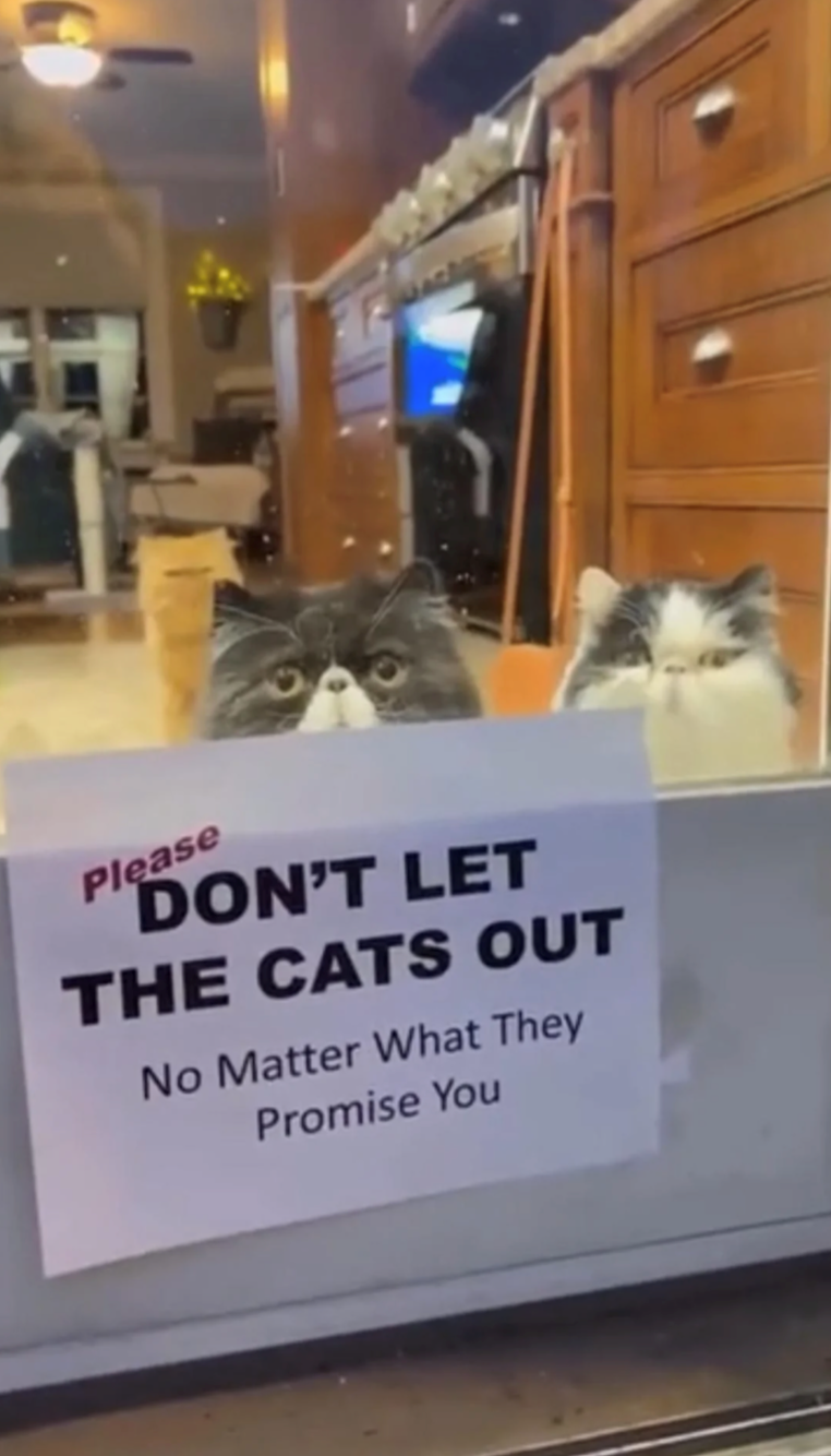 please-dont-let-cats-out-no-matter-they-promise