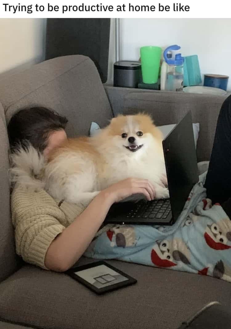 trying-be-productive-at-home-be-like