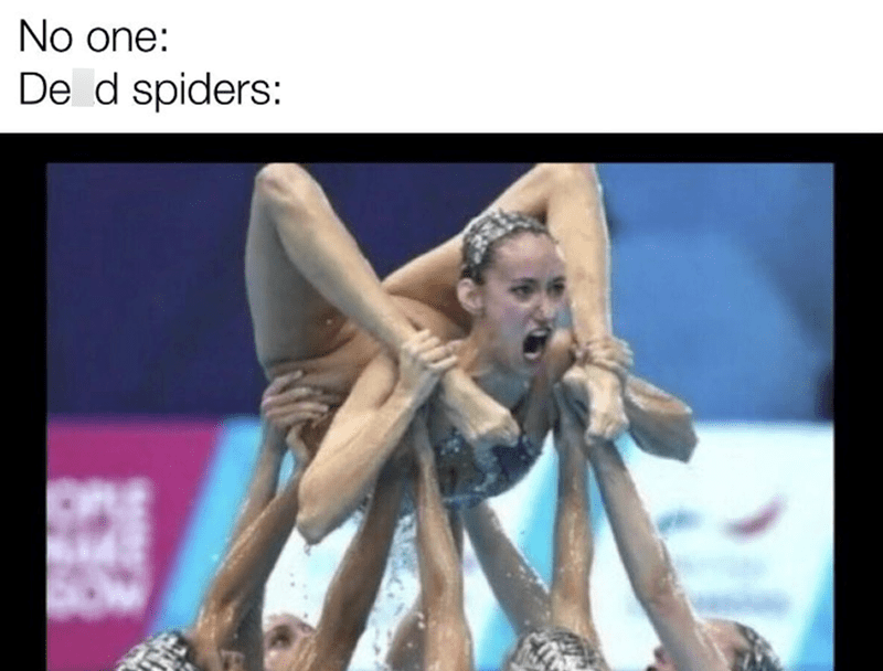 no-one-de-d-spiders