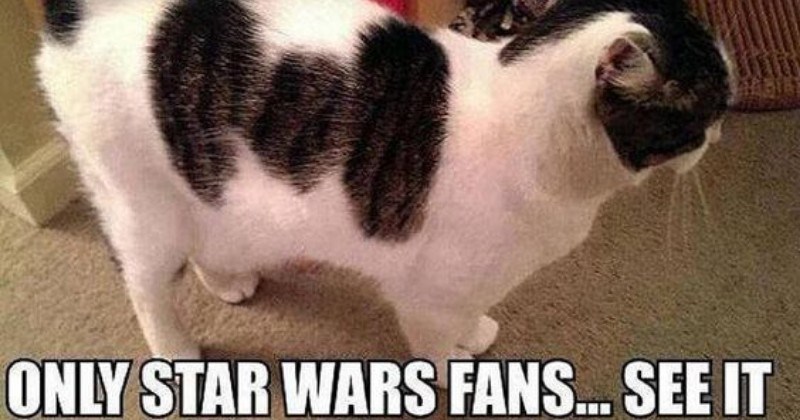 star-wars-and-cat-memes