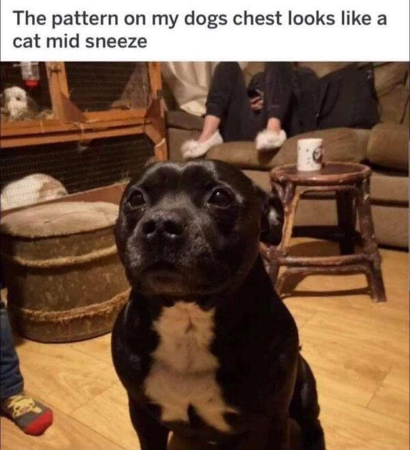 pattern-on-my-dogs-chest-looks-like-cat-mid-sneeze