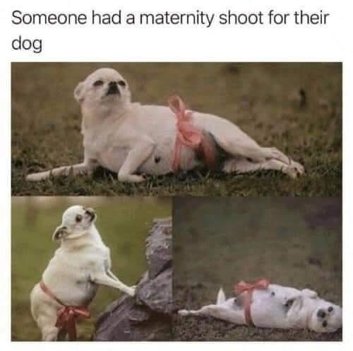 someone-had-maternity-shoot-their-dog